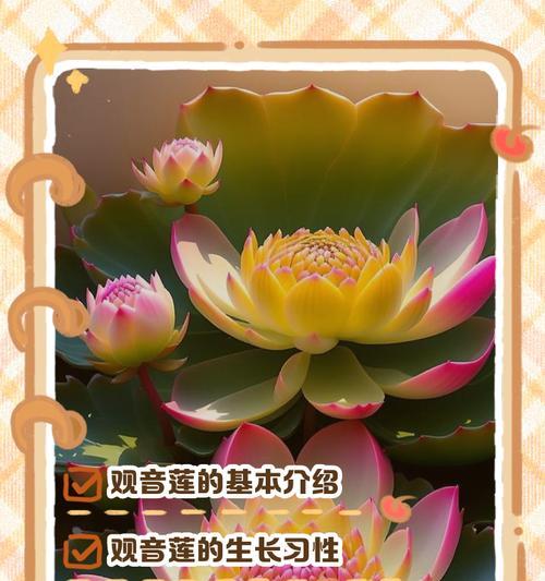 观音莲的养殖方法？夏季观音莲如何护理？
