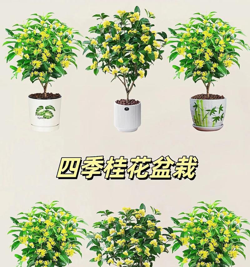 桂花盆景的正确养护方法是什么？如何使其香气四溢？