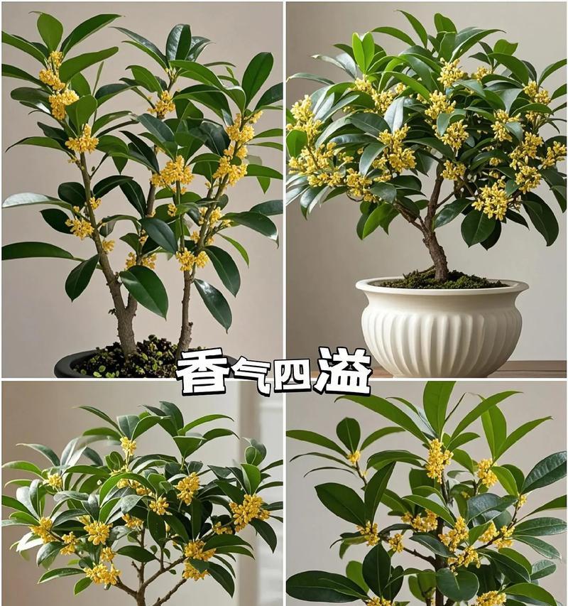 桂花盆景的正确养护方法是什么？如何使其香气四溢？