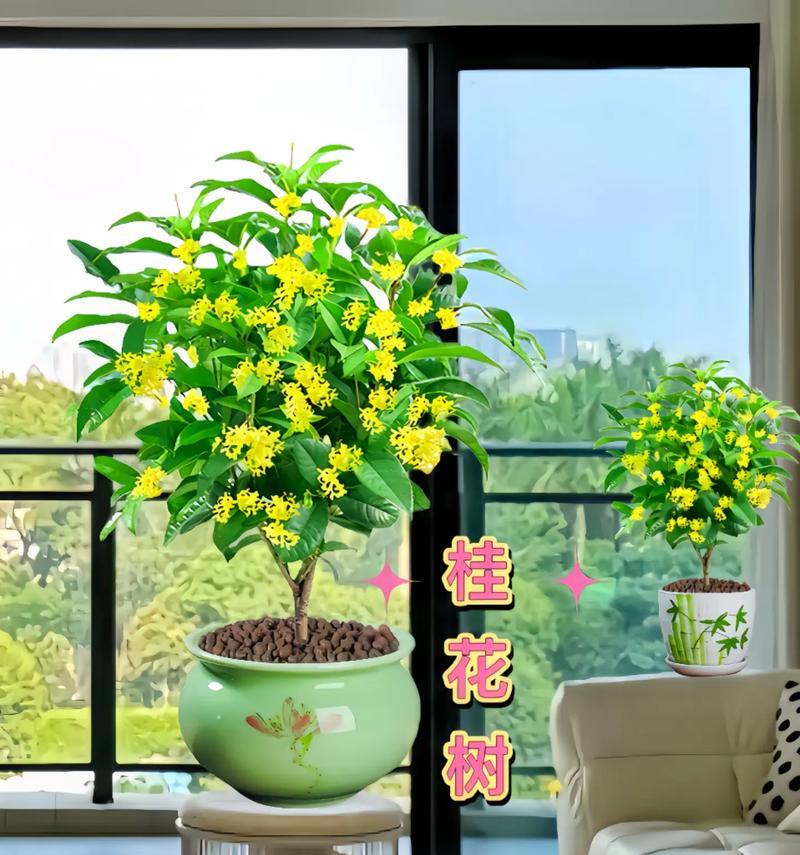 桂花盆景的正确养护方法是什么？如何使其香气四溢？
