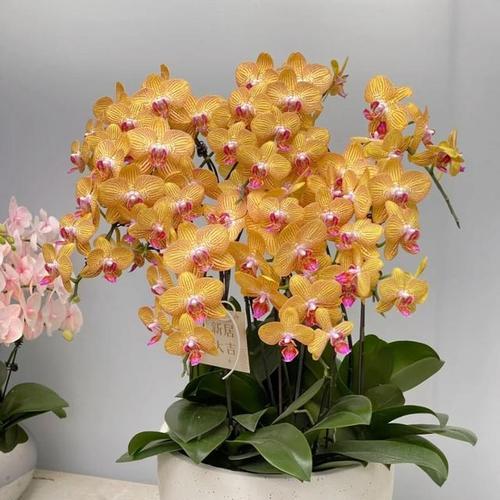 高档花卉品种大全，哪些最值得拥有？