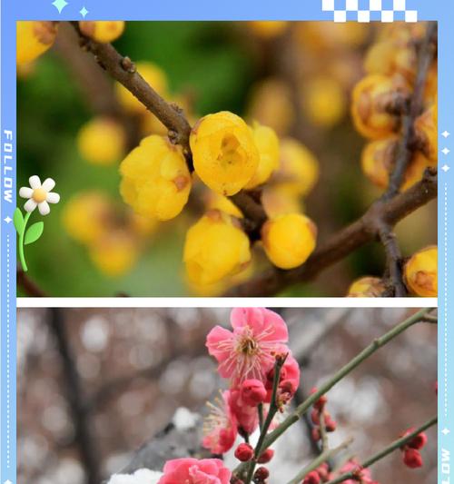 腊梅花品种大全有哪些？腊梅花的种植和管理技巧是什么？