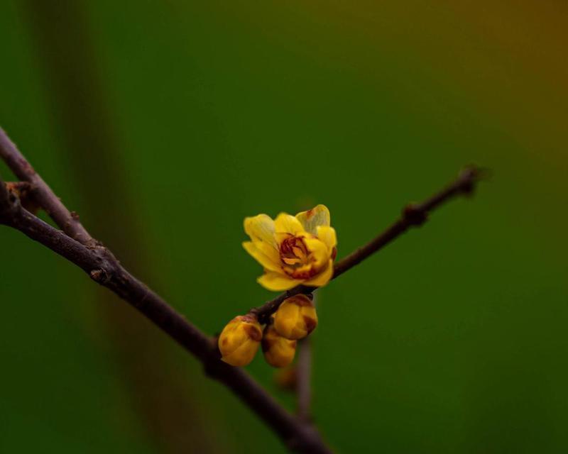 腊梅花品种大全有哪些？腊梅花的种植和管理技巧是什么？