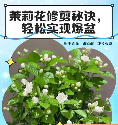 茉莉盆景的修剪技巧是什么？