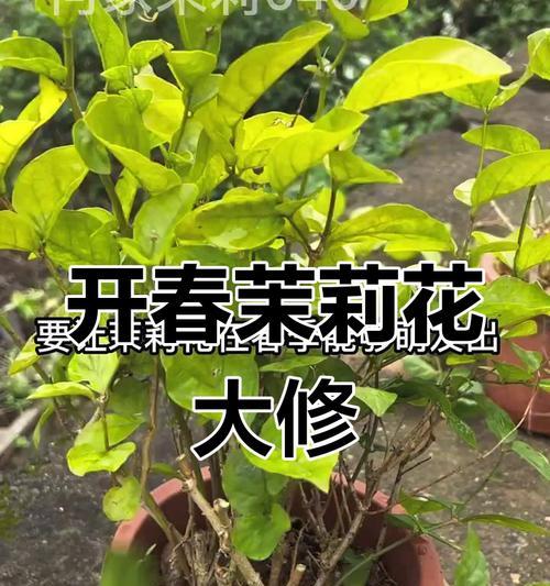 茉莉盆景的修剪技巧是什么？