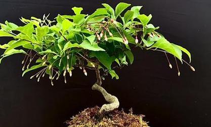 茉莉盆景的修剪技巧是什么？