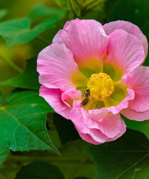 芙蓉的养殖方法有哪些？芙蓉开花后如何进行管理？