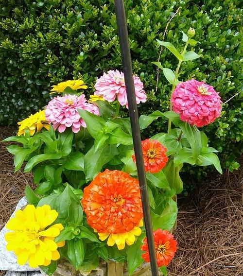 芙蓉的养殖方法有哪些？芙蓉开花后如何进行管理？