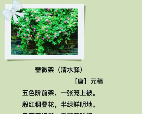 罗裙带的使用方法是什么？罗裙带在园艺中有何用途？