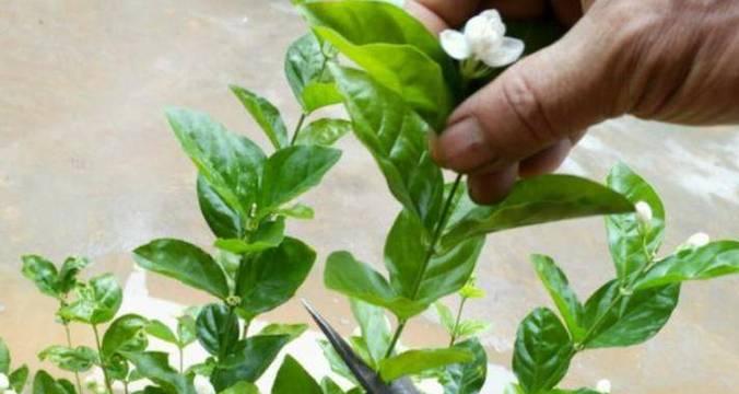 茉莉花发芽的最佳时机是什么时候？怎样促进茉莉发芽？