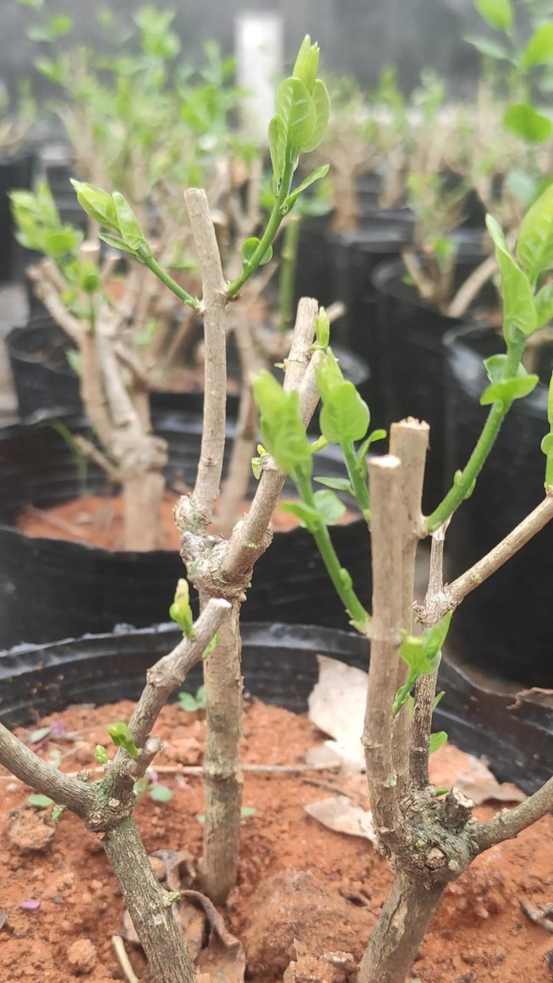 茉莉花发芽的最佳时机是什么时候？怎样促进茉莉发芽？