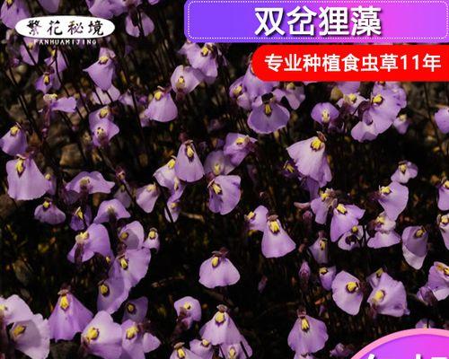 小白兔狸藻的养殖技巧是什么？如何保持其健康生长？