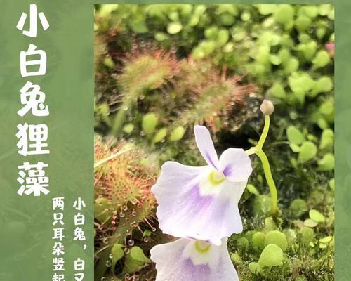 小白兔狸藻的养殖技巧是什么？如何保持其健康生长？