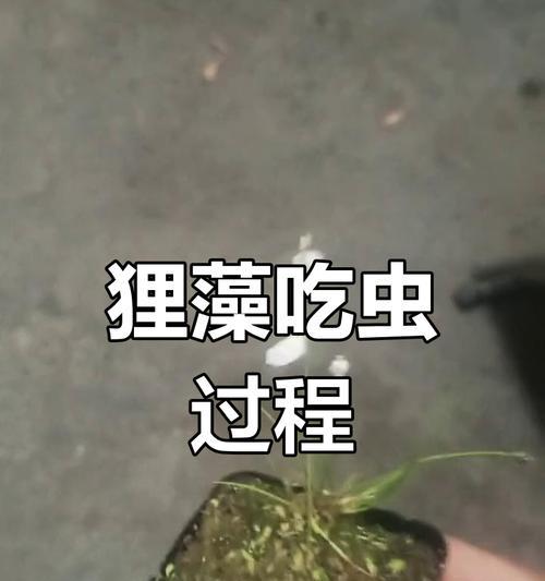 小白兔狸藻的养殖技巧是什么？如何保持其健康生长？