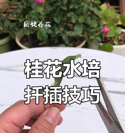 桂花什么时候扦插？扦插桂花的最佳时间是什么时候？