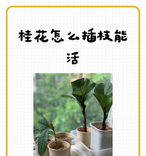 桂花什么时候扦插？扦插桂花的最佳时间是什么时候？