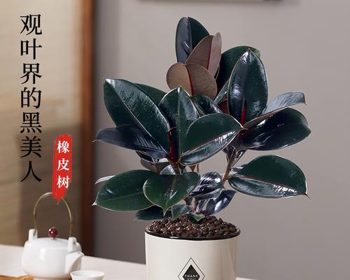 橡皮树的花盆选择有什么讲究？橡皮树花盆的正确选择？