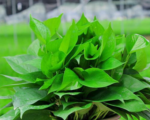 麦秆菊的养殖要点是什么？如何防止植株倒伏？