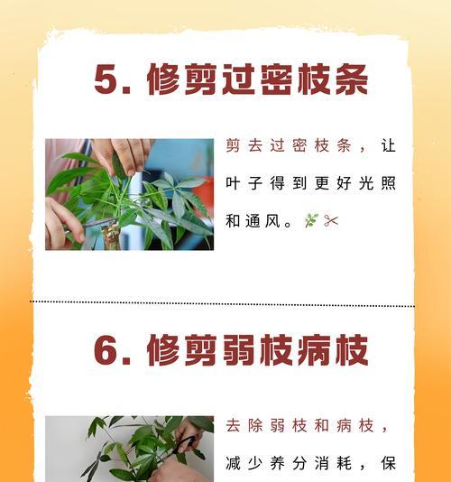 发财树叶子的修剪方法是什么？如何进行正确的修剪？