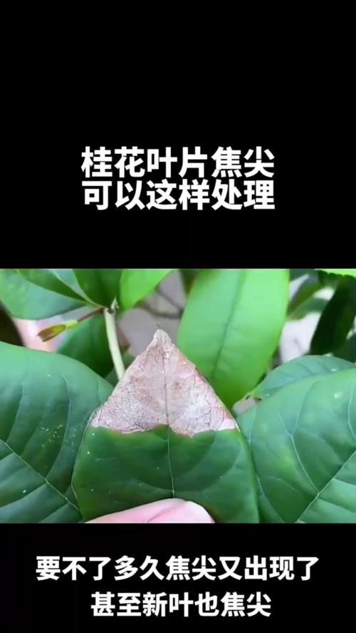 桂花树黄叶子怎么回事？桂花树黄叶的原因及解决方法？