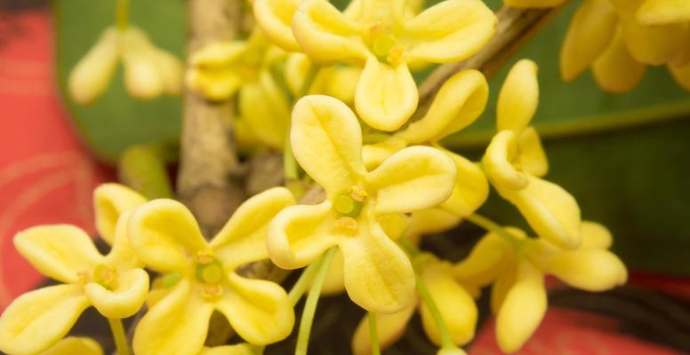 桂花树黄叶子怎么回事？桂花树黄叶的原因及解决方法？
