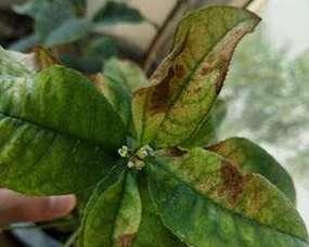 桂花树黄叶子怎么回事？桂花树黄叶的原因及解决方法？