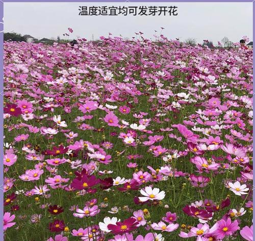 波斯菊种植的最佳时间是什么时候？