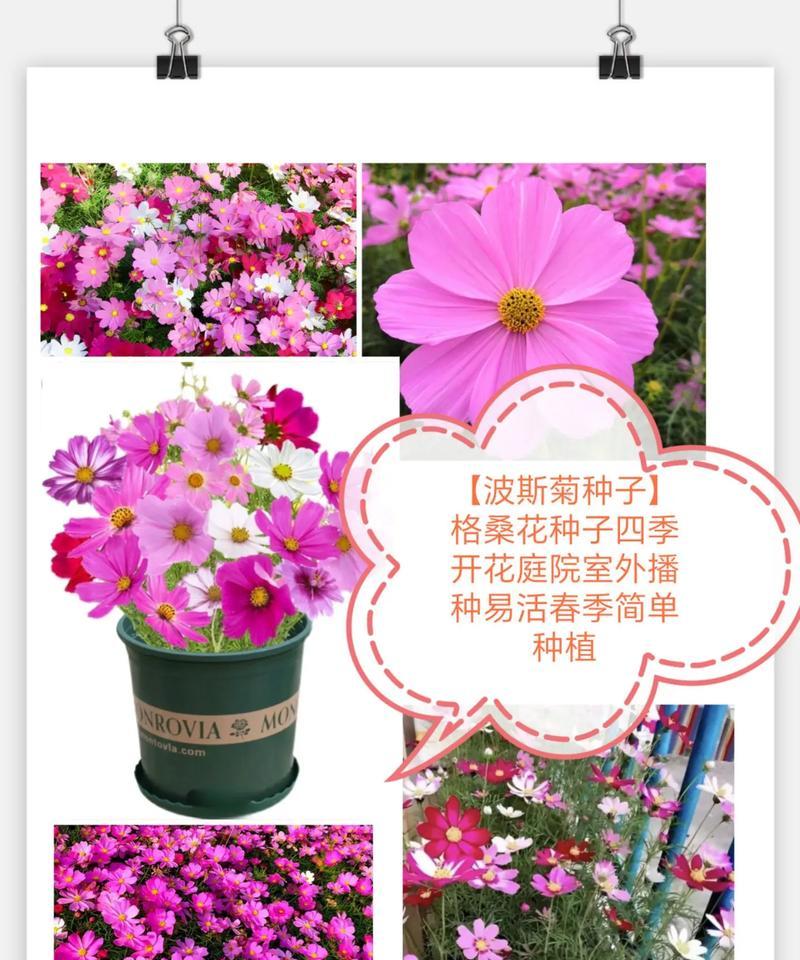 波斯菊种植的最佳时间是什么时候？