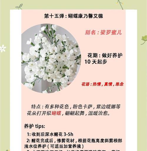 康乃馨冬季养护的要点和常见问题解答？
