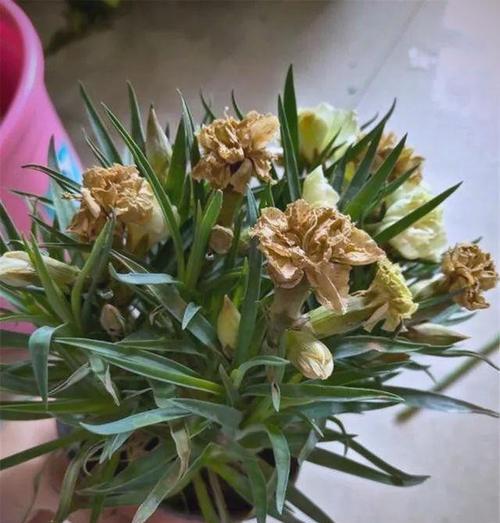 康乃馨冬季养护的要点和常见问题解答？