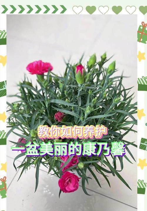 康乃馨冬季养护的要点和常见问题解答？