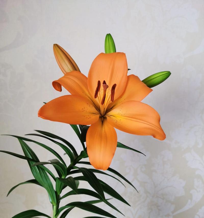 百合花的正确养植方法是什么？