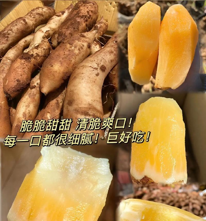 雪莲果怎么栽培？雪莲果的栽培技术要点是什么？