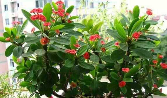 冬天开的花有哪些花朵？冬季开花植物的选择和养护方法是什么？