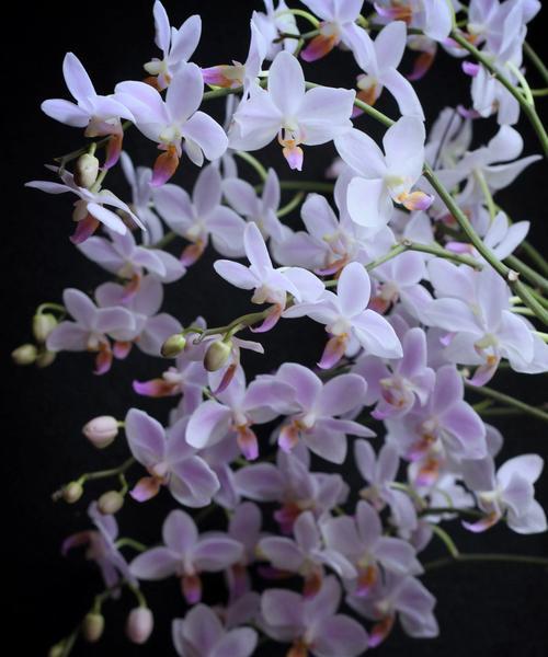 冬天开的花有哪些花朵？冬季开花植物的选择和养护方法是什么？