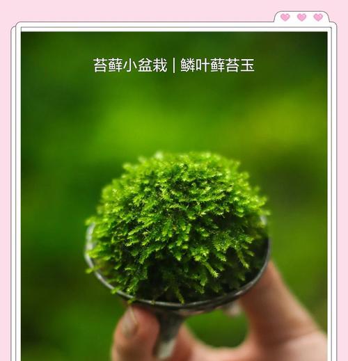 盆景青苔养护技巧有哪些？