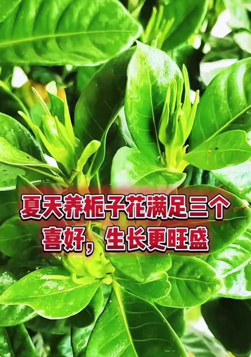 栀子花水养的正确方式是什么？怎样保证其开花？
