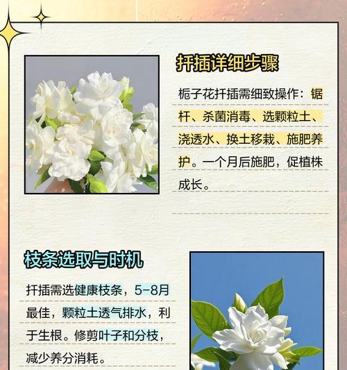 栀子花水养的正确方式是什么？怎样保证其开花？