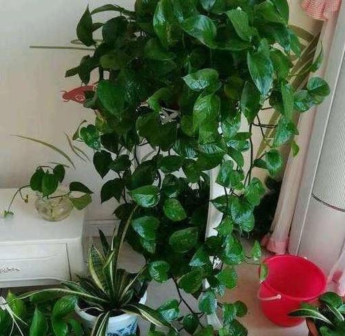 绿萝叶片发黑怎么处理？
