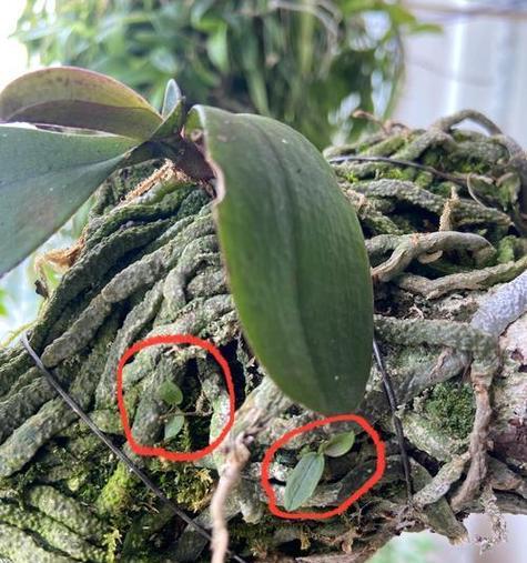 水苔种植蝴蝶兰的步骤是什么？