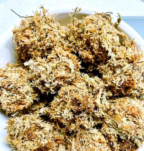 水苔种植蝴蝶兰的步骤是什么？