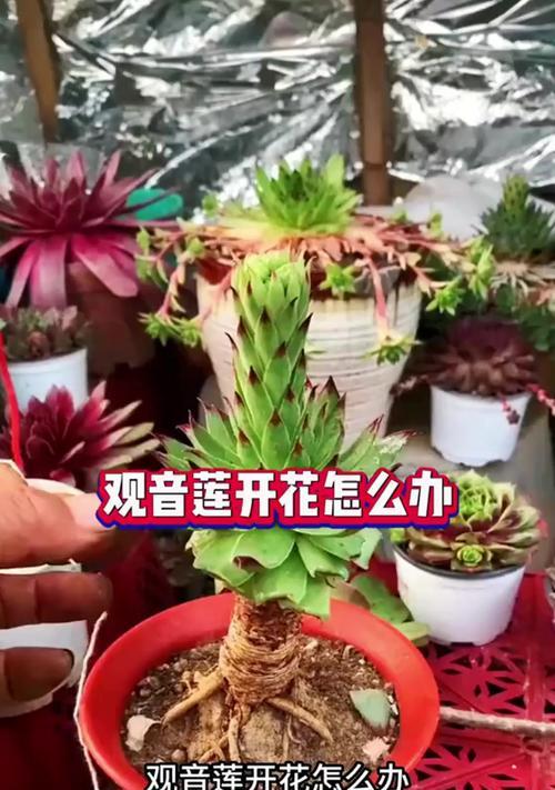 观音莲移植的最佳时间和方法是什么？