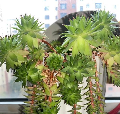 观音莲移植的最佳时间和方法是什么？