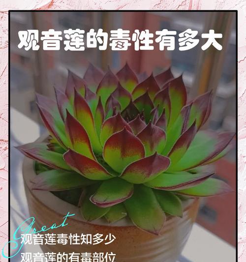观音莲移植的最佳时间和方法是什么？