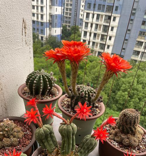 仙人球什么时候开花？如何促进仙人球的开花？