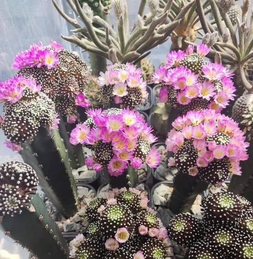 仙人球什么时候开花？如何促进仙人球的开花？