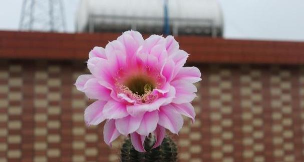 仙人球什么时候开花？如何促进仙人球的开花？