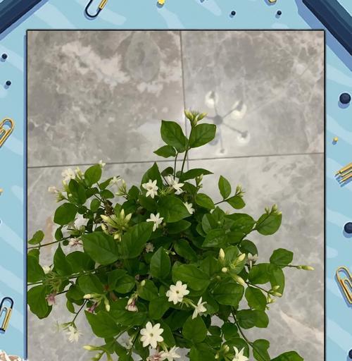 春季茉莉花的养护要点是什么？