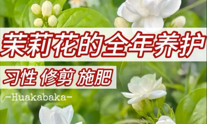 春季茉莉花的养护要点是什么？