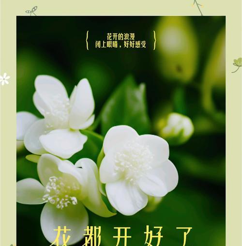 春季茉莉花的养护要点是什么？